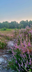 De Kiel - Schoonoord · Cultuurpad Coevorden etappe 11