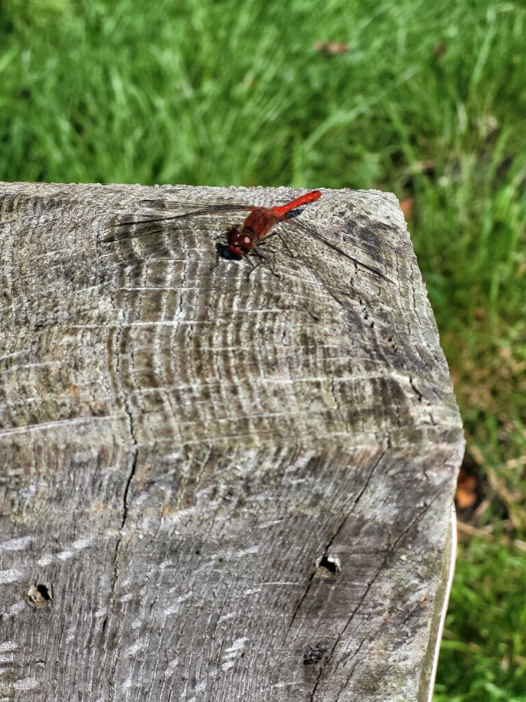 Markelo - N350 · Overijssels Havezatenpad etappe 6