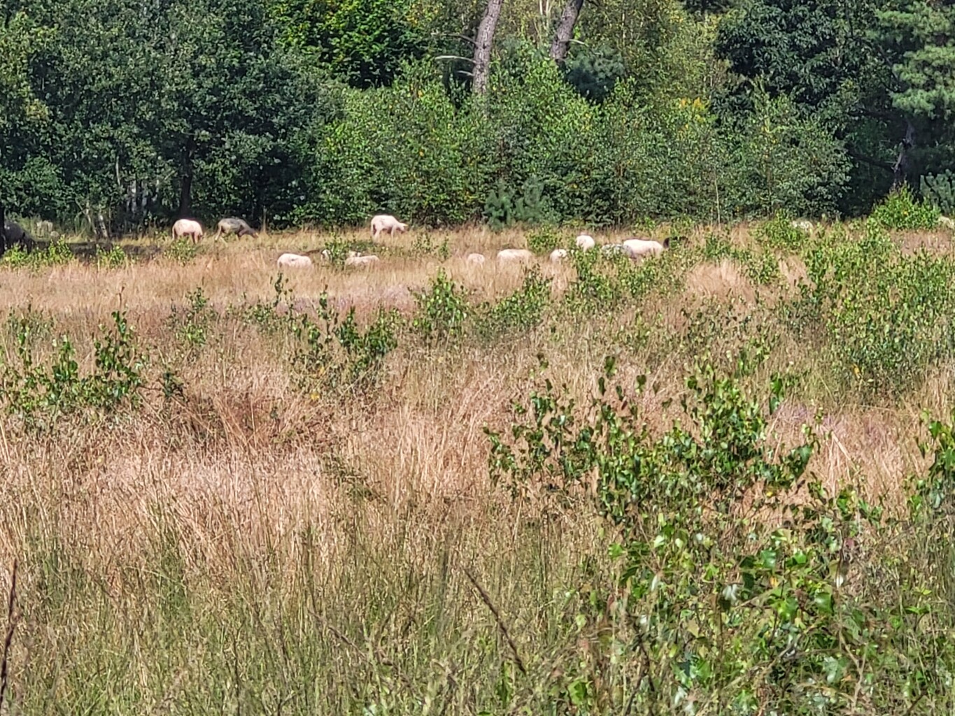 Markelo - N350 · Overijssels Havezatenpad etappe 6