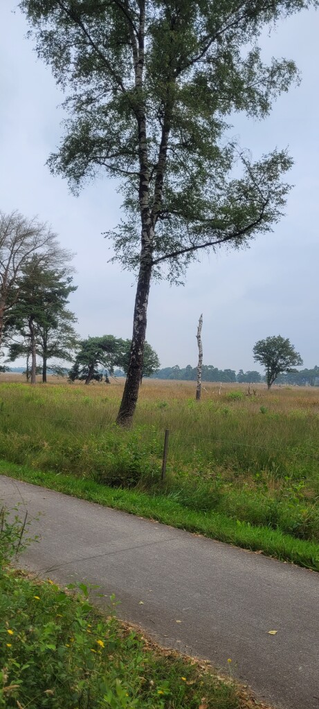 Diever - Appelscha · Drenthepad etappe 4