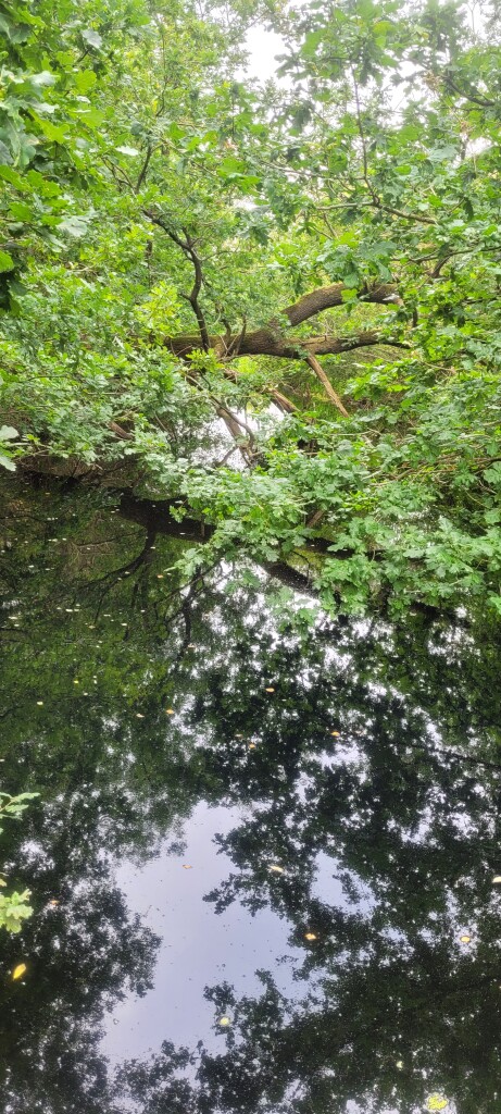 Diever - Appelscha · Drenthepad etappe 4