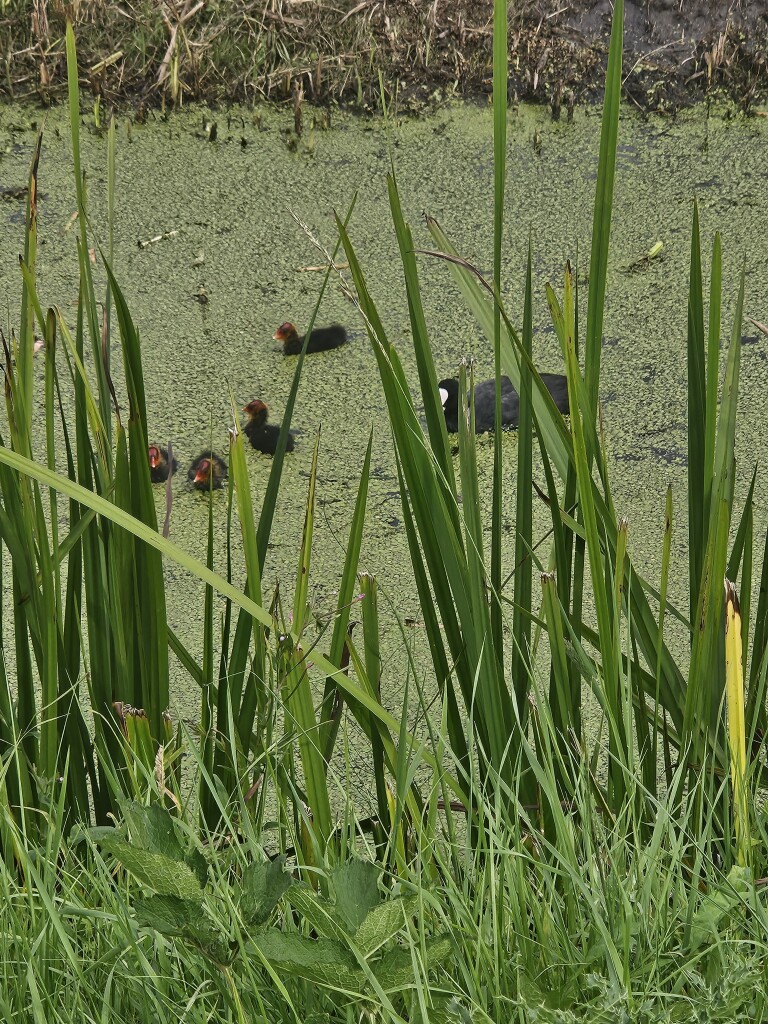 Zeedijk (Station Culemborg) - Station Culemborg · Betuwepad etappe 5