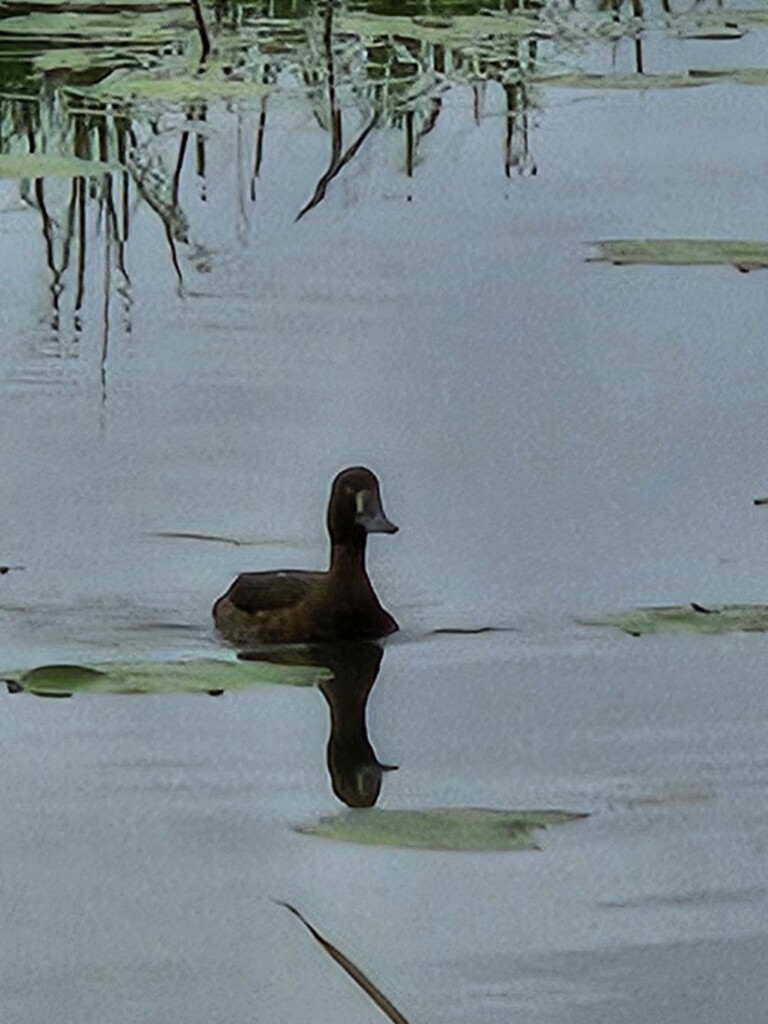 Zeedijk (Station Culemborg) - Station Culemborg · Betuwepad etappe 5