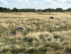 Goedereede - Renesse · Jacobsweg Die Haghe etappe 6