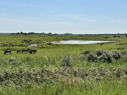 Renesse - Veere · Jacobsweg Die Haghe etappe 7