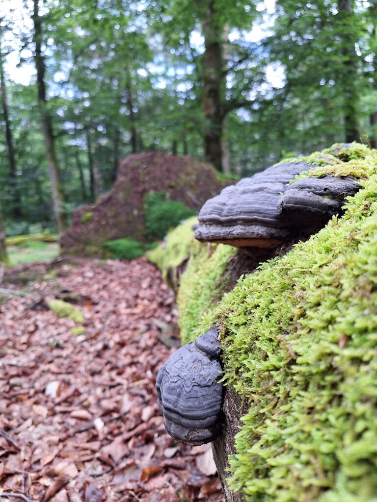 Wandelroute Spelderholt