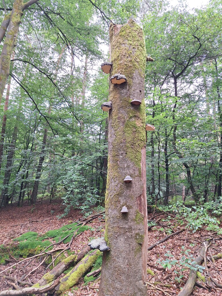 Wandelroute Spelderholt