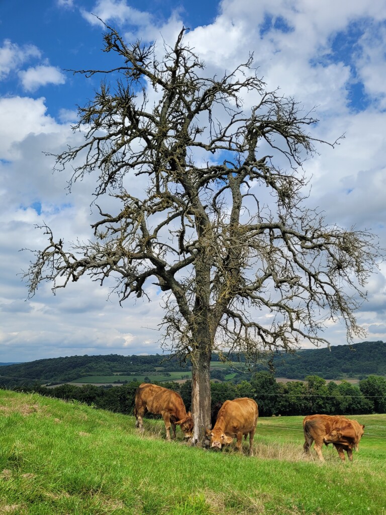 Echternach - Rosport · Mullerthal Trail etappe 1