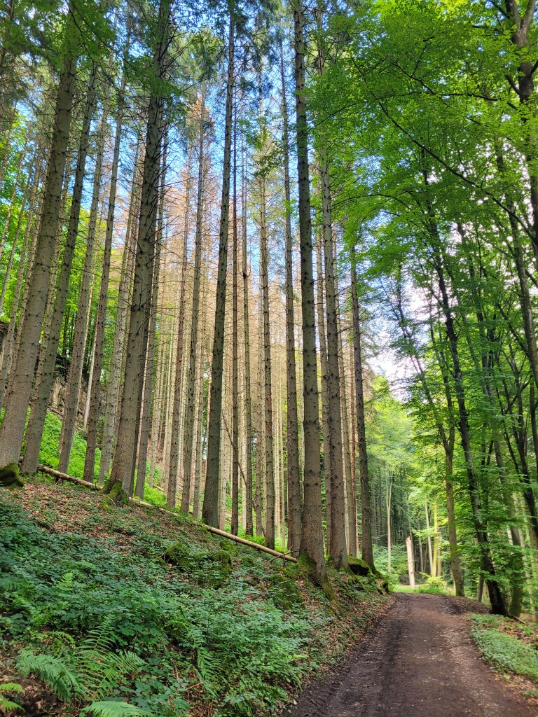 Hernborn - Echternach · Mullerthal Trail etappe 4