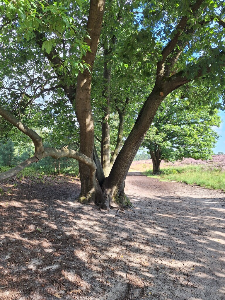 Boswachterspad Cultuurroute 't Leesten