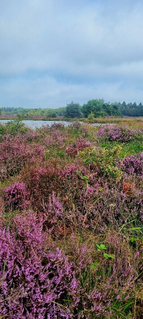 Beilen - Ruinen · Drenthepad etappe 1