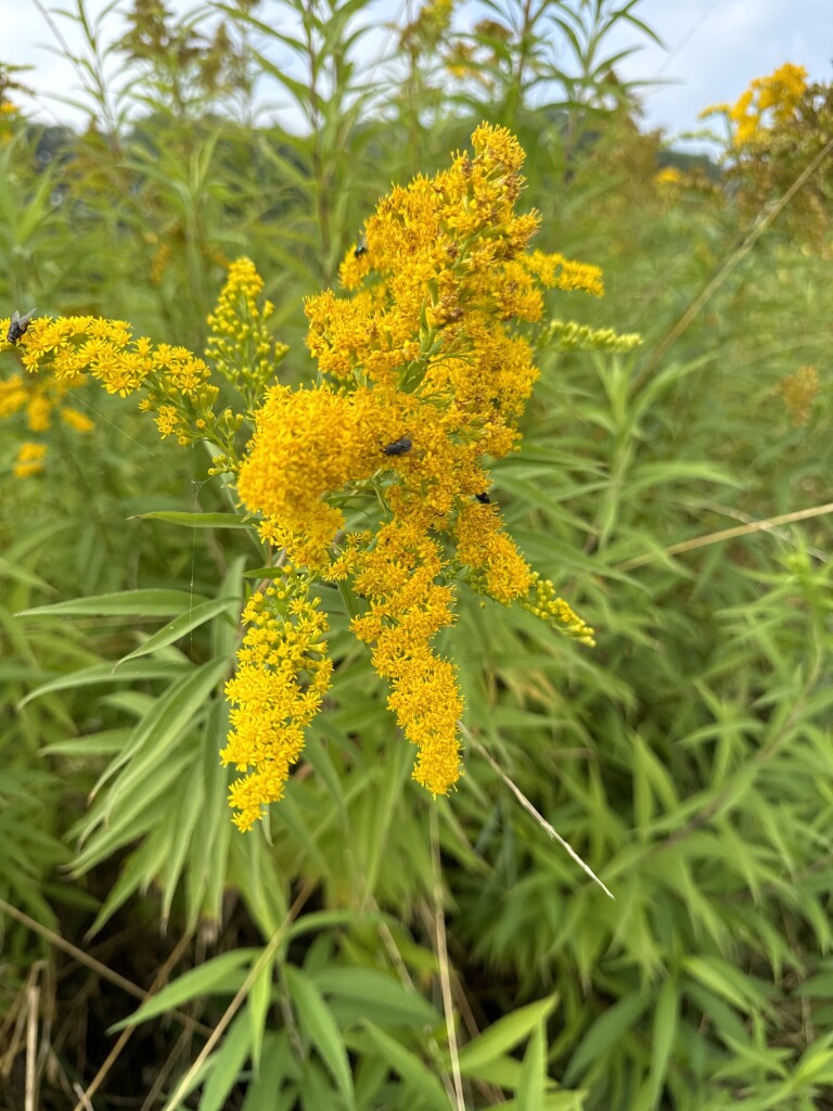 Vierbekenroute Dorth