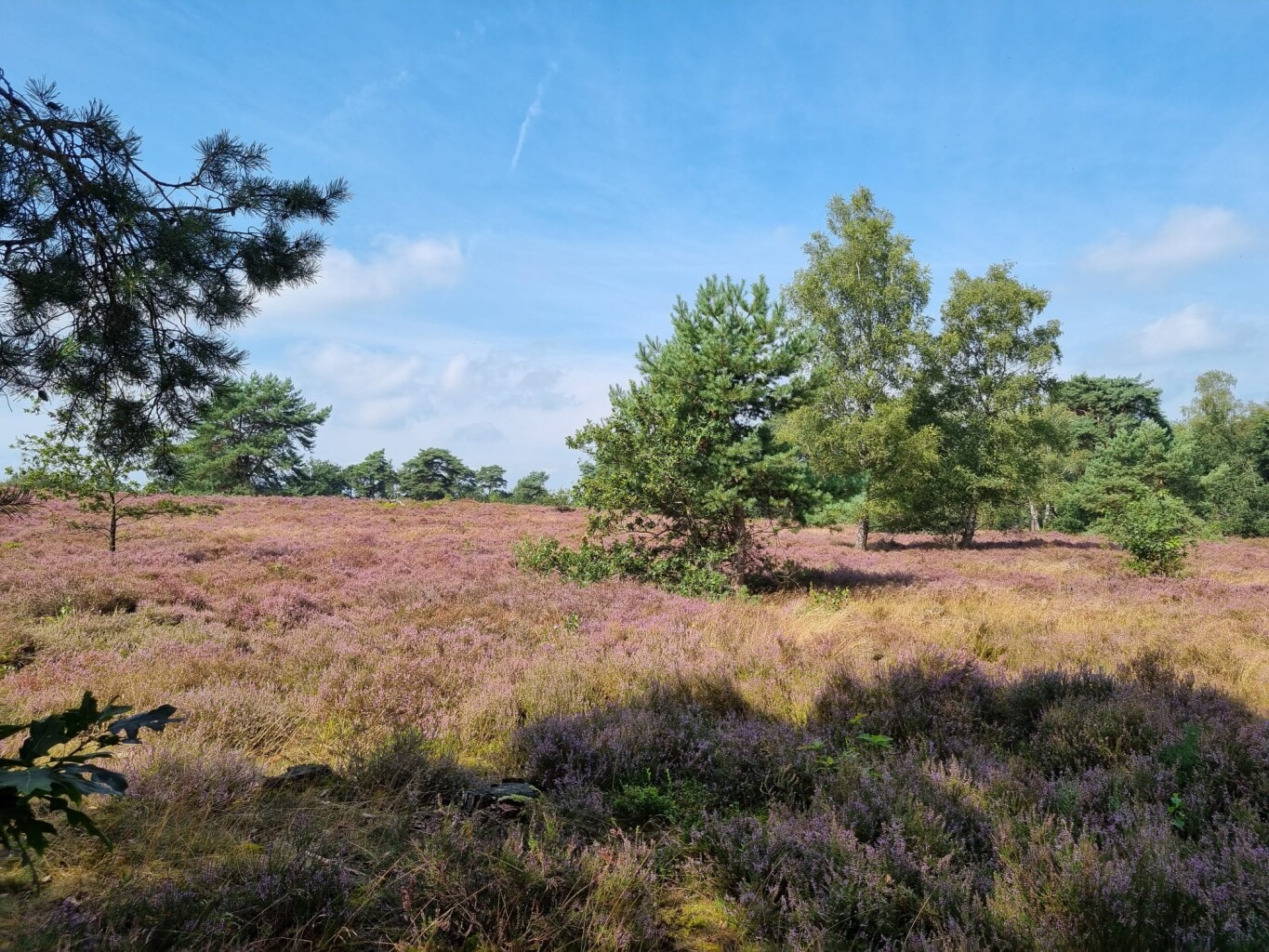 Steile Oever - Blauw