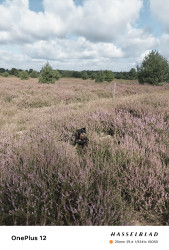 Soerendonk - Venbergse Molen · Brabants Vennenpad etappe 7