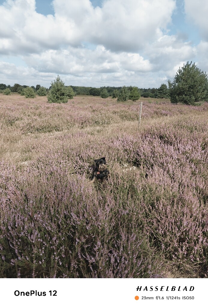 Soerendonk - Venbergse Molen · Brabants Vennenpad etappe 7