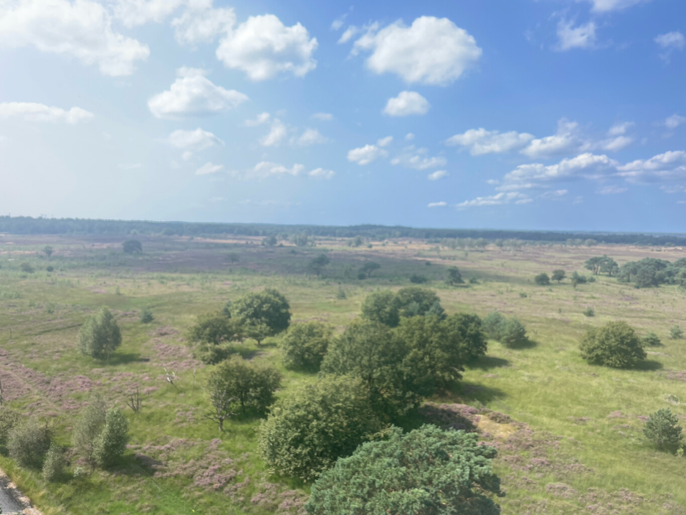 Kalmthoutse Heide - Ree