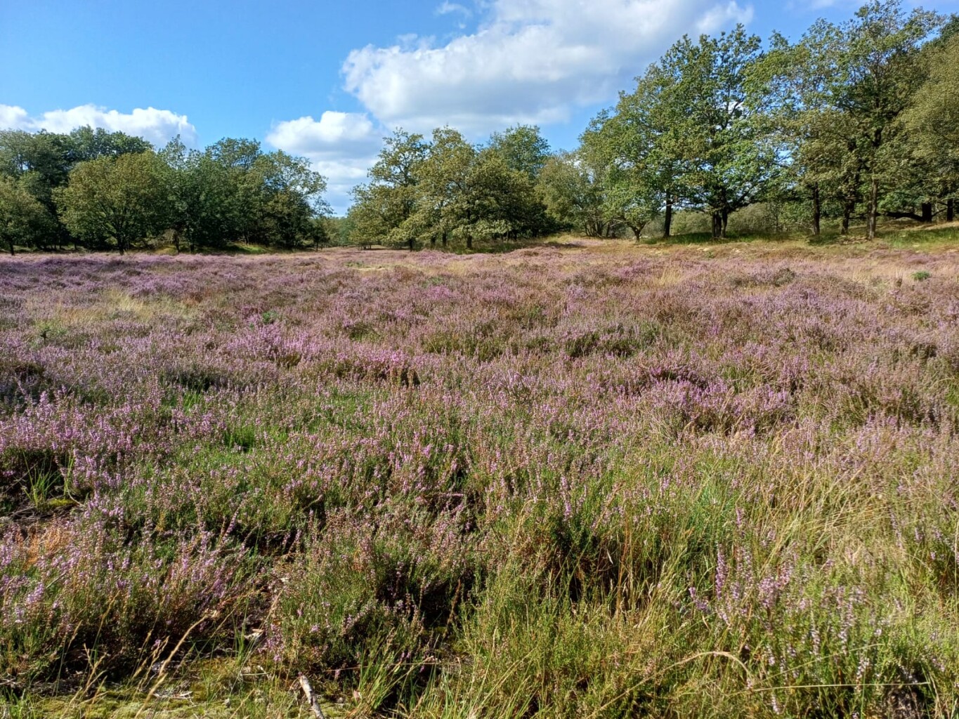 Oosterhesselen - Nieuw Balinge · Drenthepad etappe 16