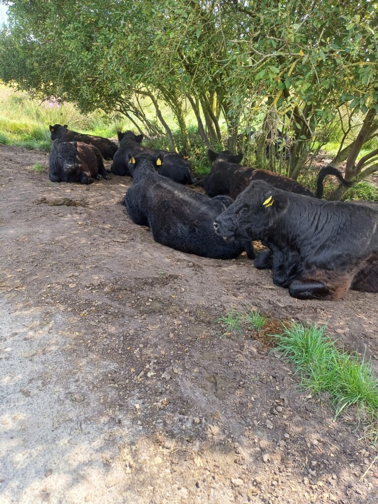 Oosterhesselen - Nieuw Balinge · Drenthepad etappe 16