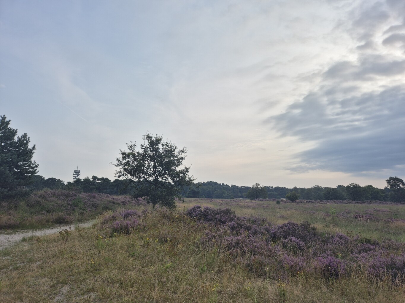 Door de Kalmthoutse Heide