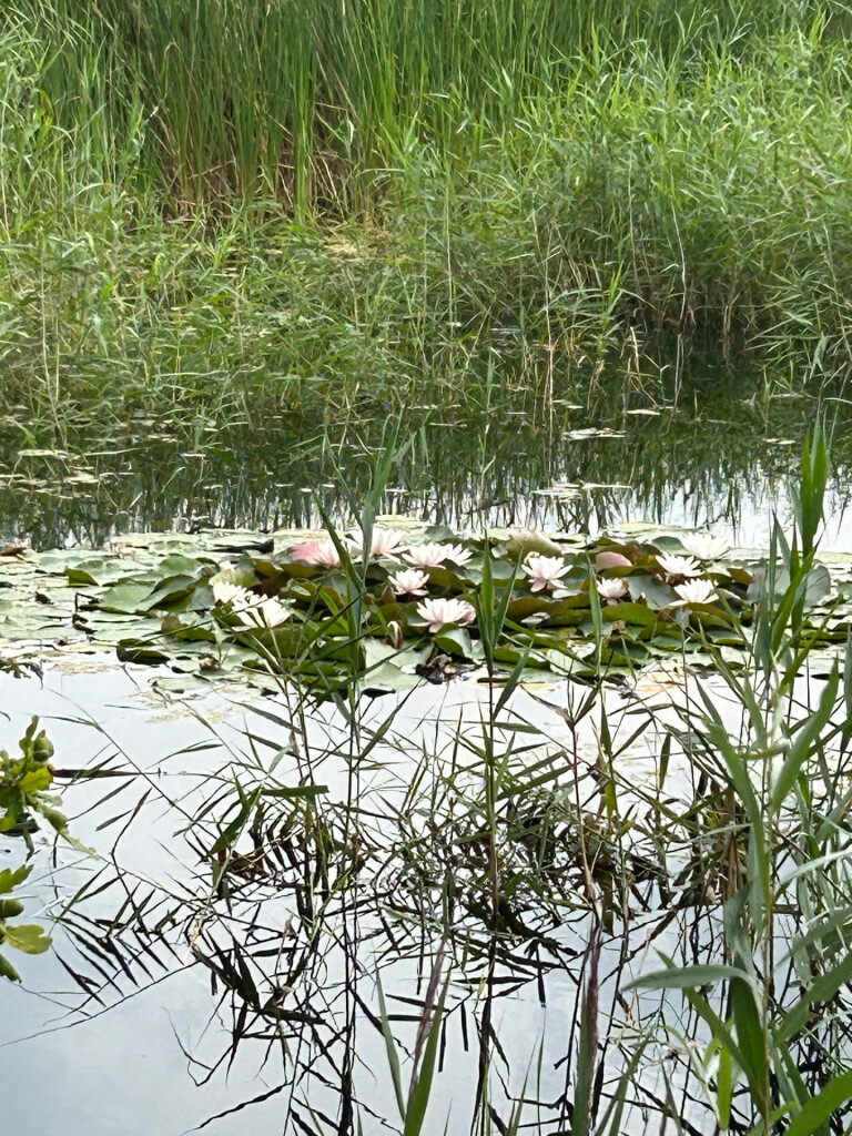 Venbergse Molen - Luyksgestel · Brabants Vennenpad etappe 8