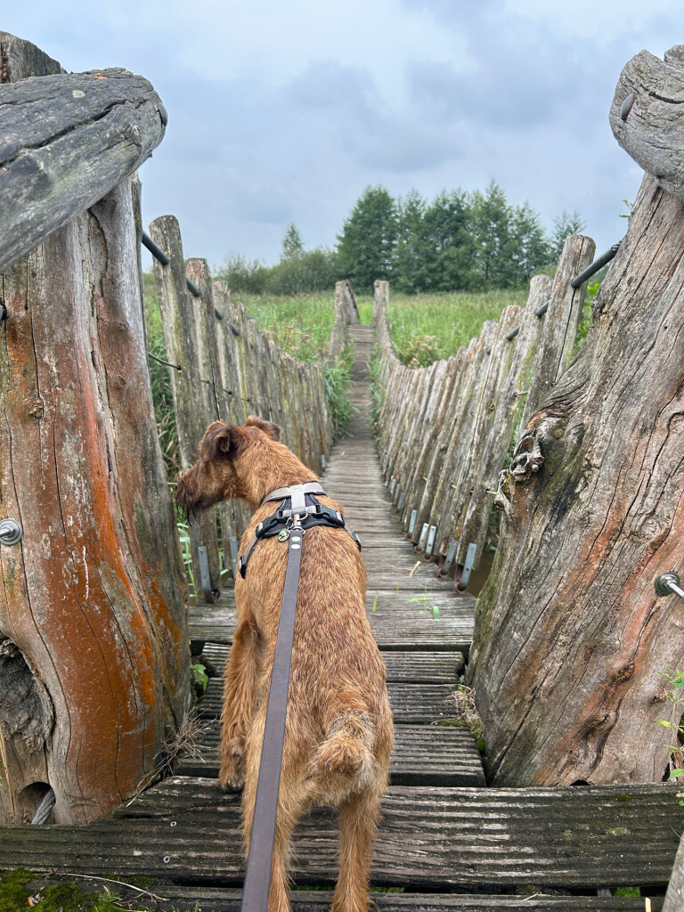Venbergse Molen - Luyksgestel · Brabants Vennenpad etappe 8