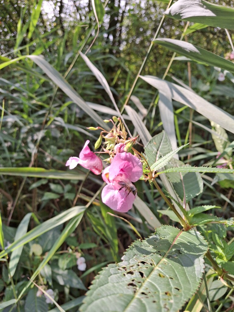 Flirten met de grens in de vallei van het Merkske