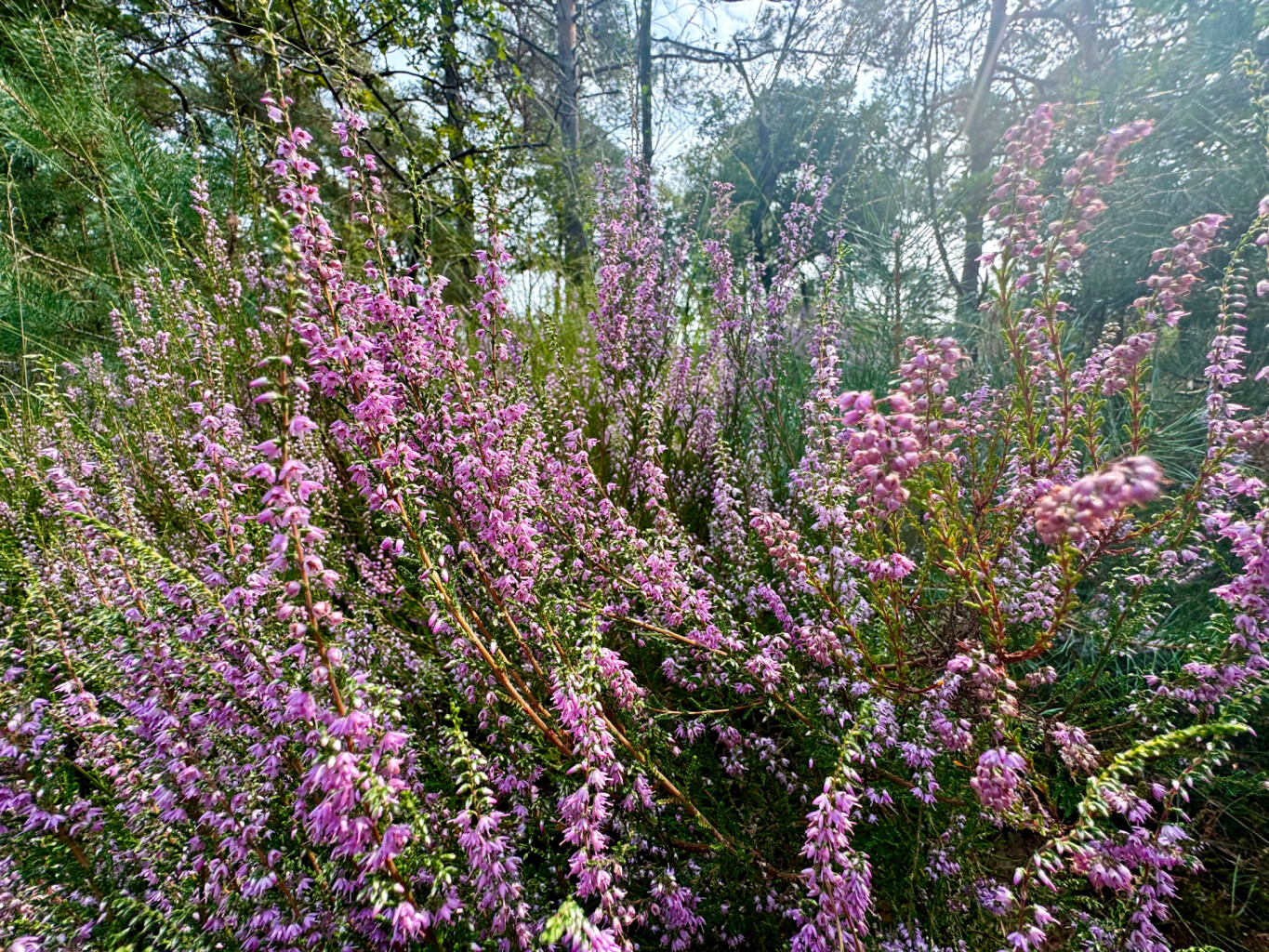 Drunen - Distelberg · Pelgrimspad etappe 11