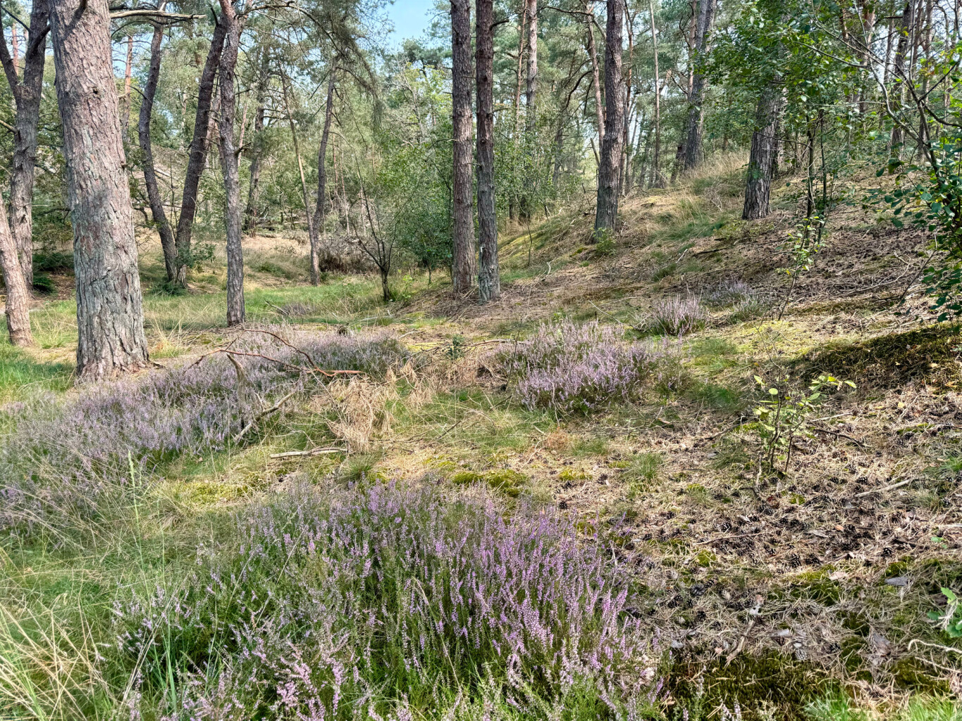 Drunen - Distelberg · Pelgrimspad etappe 11