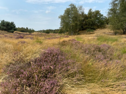 Drunen - Distelberg · Pelgrimspad etappe 11
