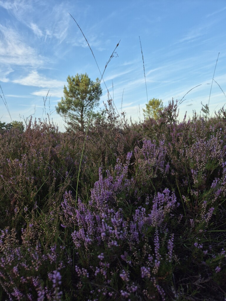 Wandelroute Rucphense Bossen (Blauw)