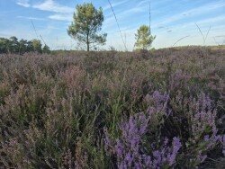 Wandelroute Rucphense Bossen (Blauw)