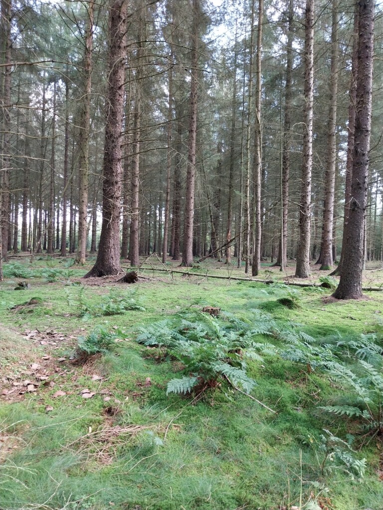 Wandelroute Veenpluisroute