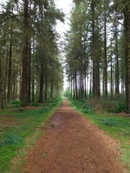 Wandelroute Veenpluisroute
