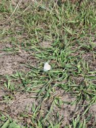 Wandelroute De Koploper in de duinen van Goeree (deel 2)