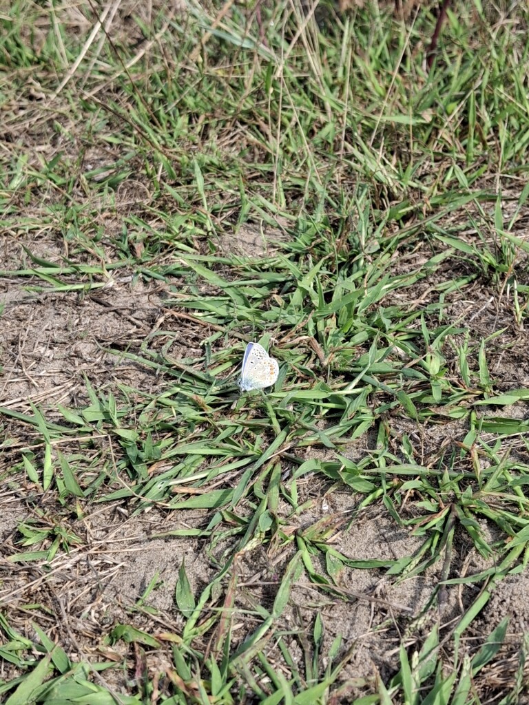 Wandelroute De Koploper in de duinen van Goeree (deel 2)