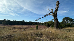 Vierhouten - Vaassen · Veluwe Zwerfpad etappe 11