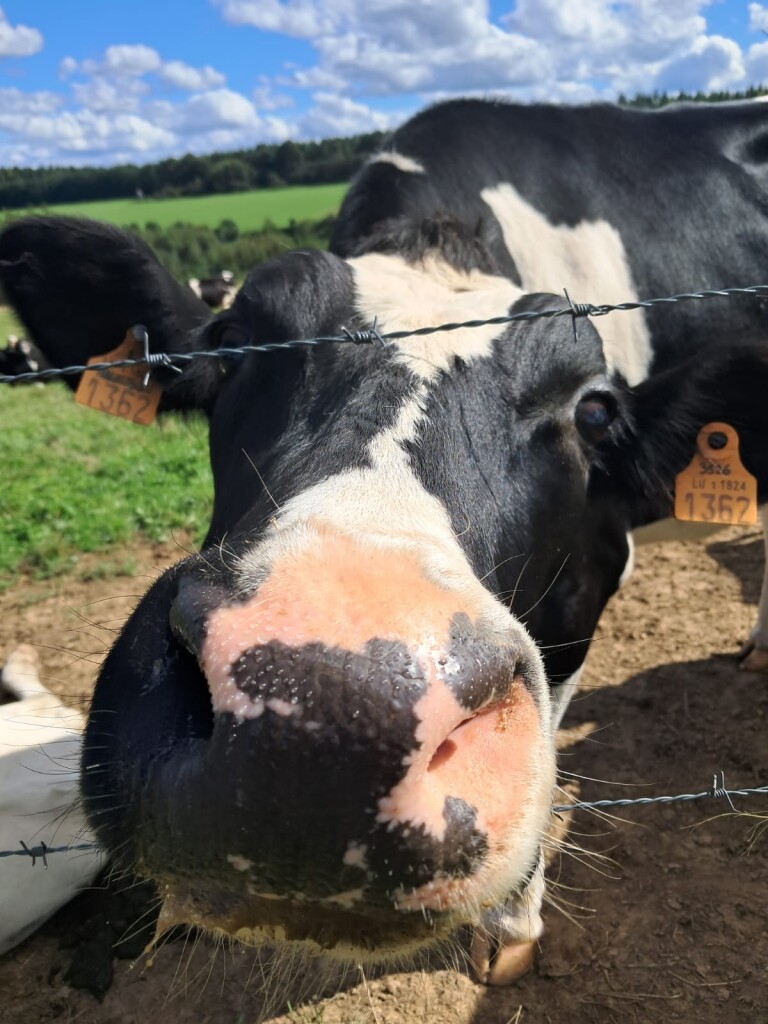 Larochette - Beaufort · Mullerthal Trail etappe 9