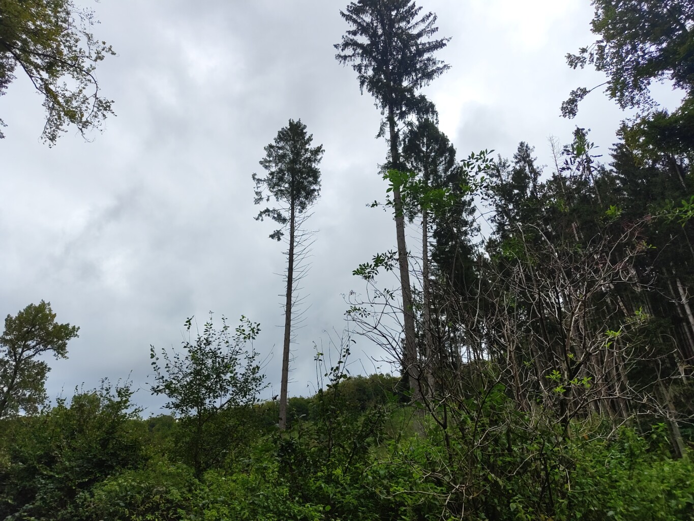 Mullerthal - Blumenthal · Mullerthal Trail etappe 7