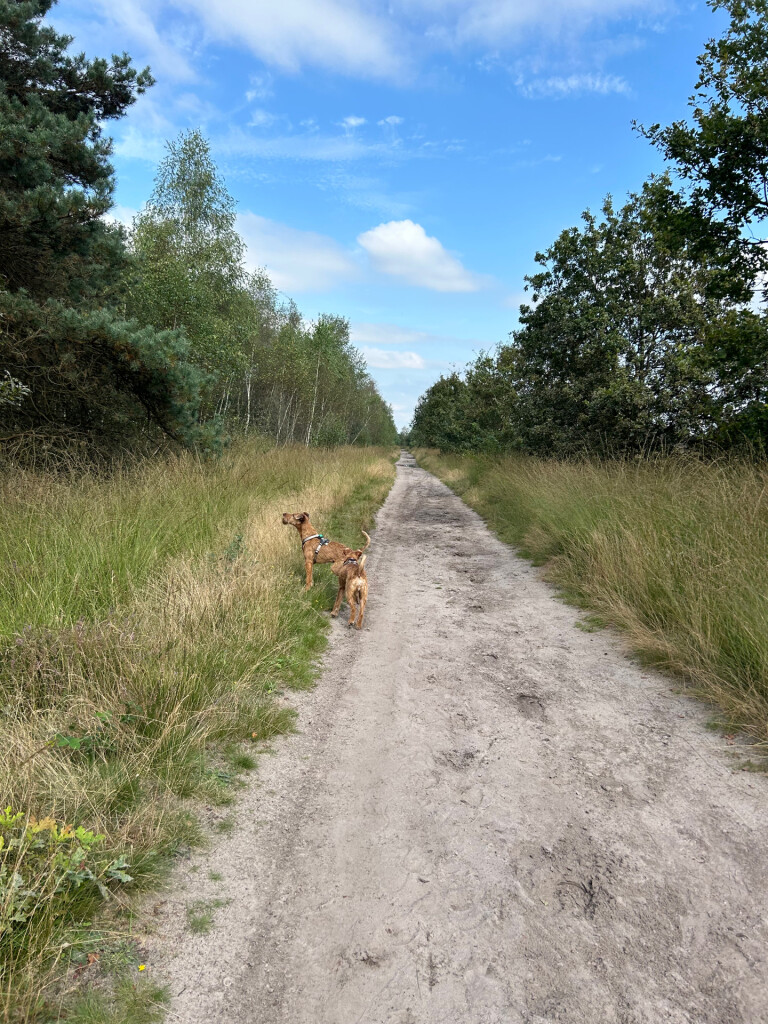 Luyksgestel - Bladel · Brabants Vennenpad etappe 9