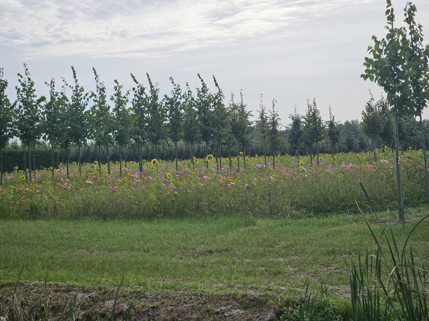 Maurik (bushalte Pr. Marijkelaan) - Ommeren (bushalte De Roskam) · Betuwepad etappe 8