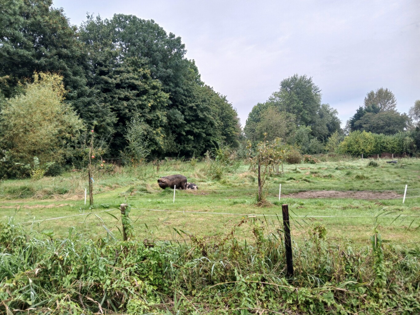 Eenrum - Warffum · Groninger Borgenpad etappe 7