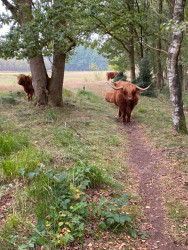 Hubroute Zuidwolde: tussen Zuidwolde en Klein Zwitserland