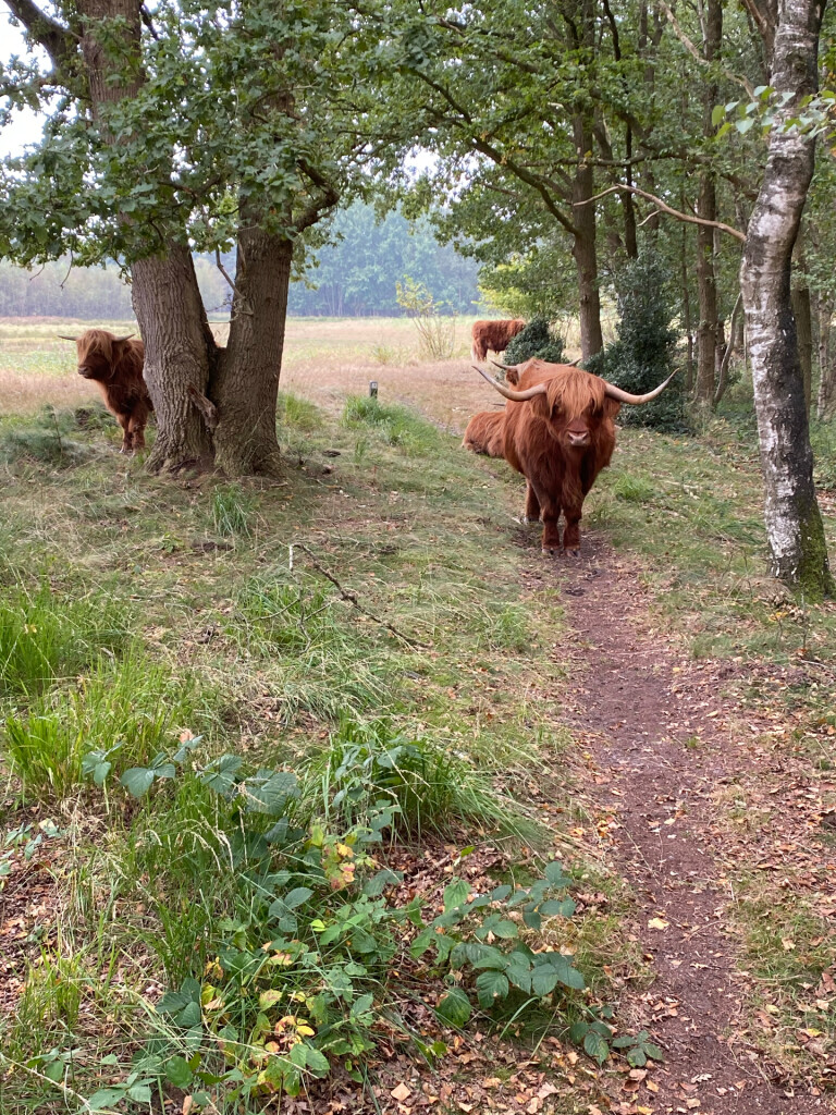 Hubroute Zuidwolde: tussen Zuidwolde en Klein Zwitserland
