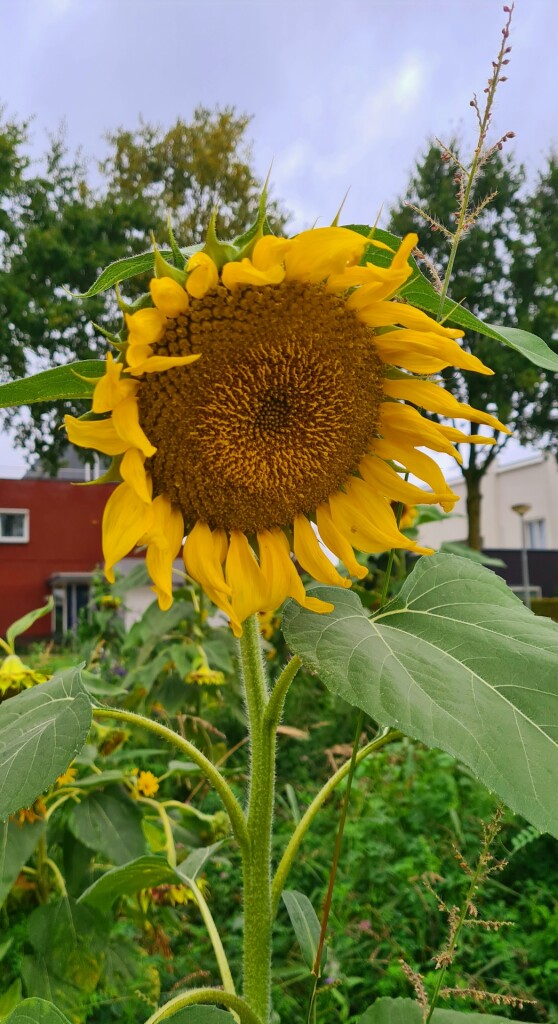 Gulpen - Maastricht station · Krijtlandpad etappe 5