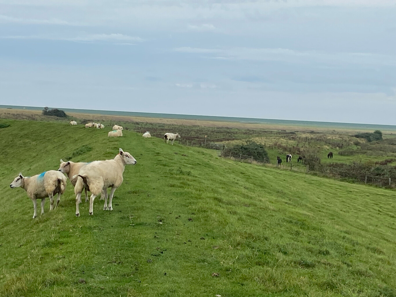 Anjum - Peasens - Oostmahorn | Bonifatius Kloosterpad: rondje 2