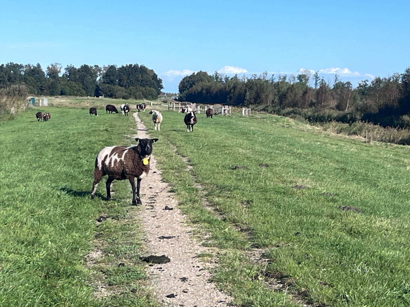 Appingedam - Kolham · Roots Natuurpad etappe 2