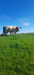 Rijnstrangenpad Zevenaar