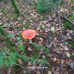 Wandelroute Oude Willem
