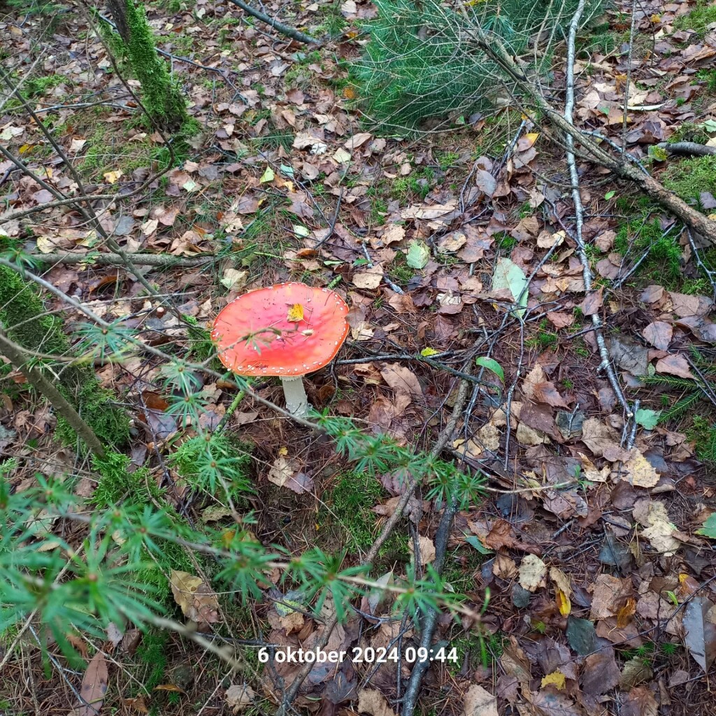Wandelroute Oude Willem