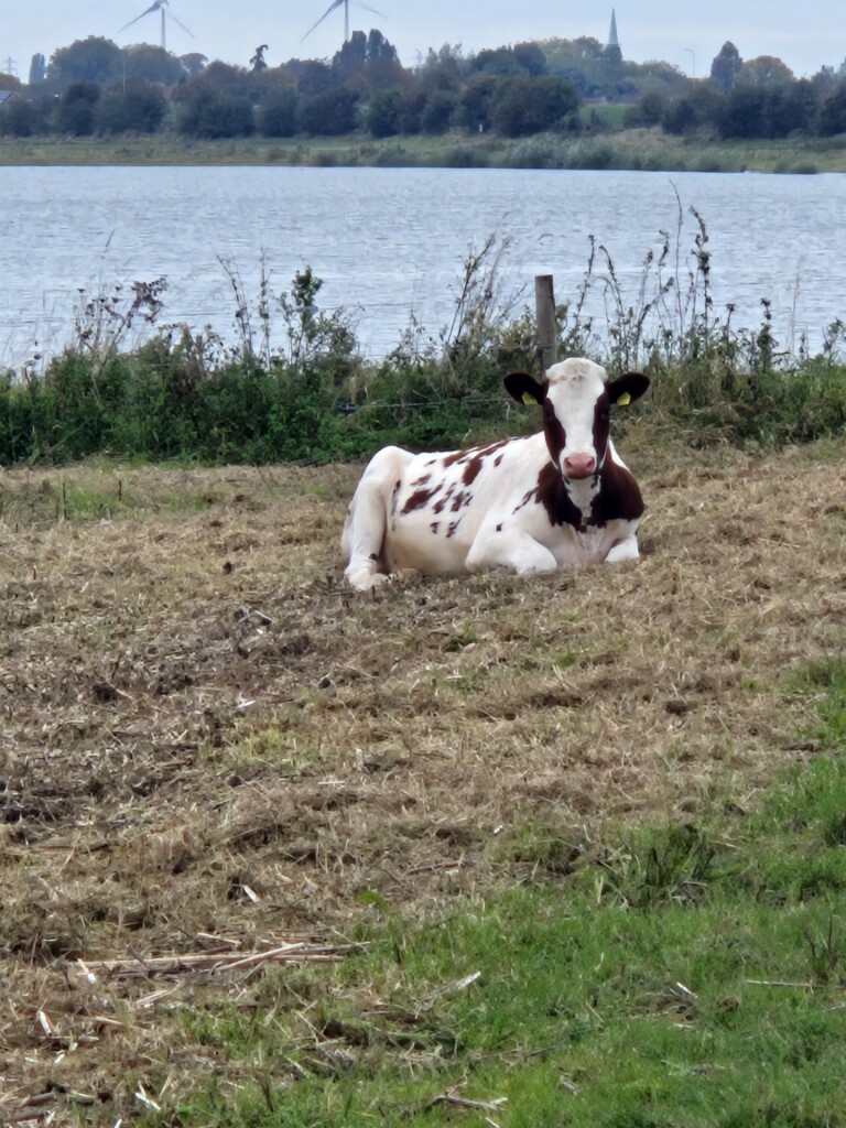Opheusden (Varakker) - Ochten (bushalte Brandweerkazerne) · Betuwepad etappe 11